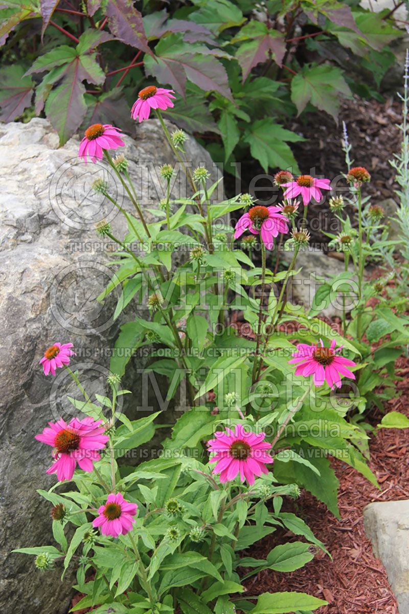 Echinacea PowWow Wild Berry (Coneflower) 8 