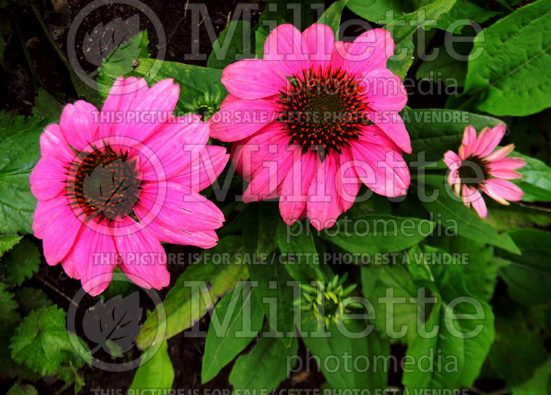 Echinacea PowWow Wild Berry (Coneflower) 2 