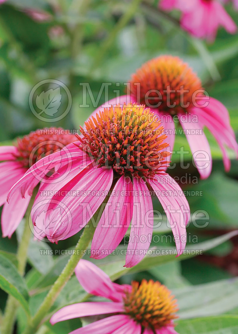 Echinacea PowWow Wild Berry (Coneflower) 12 