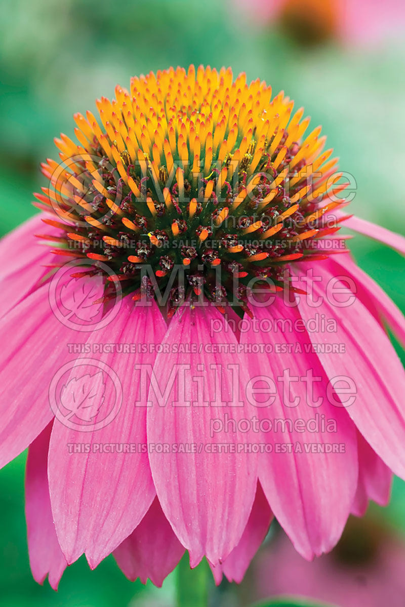 Echinacea PowWow Wild Berry (Coneflower) 11 