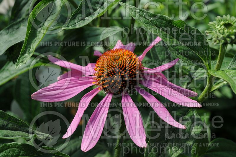 Echinacea Prairie Splendor (Coneflower) 1