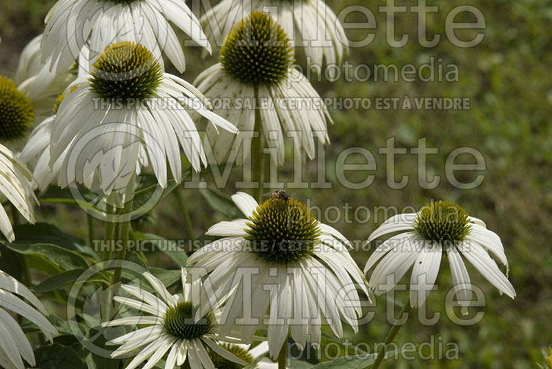 Echinacea Primadonna White (Coneflower) 1