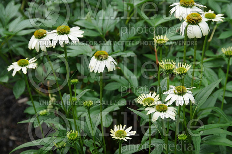 Echinacea Alaska (Coneflower) 2 