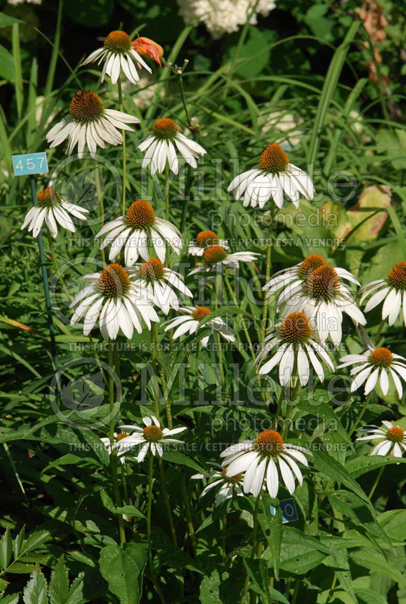 Echinacea Alba (Coneflower)  2