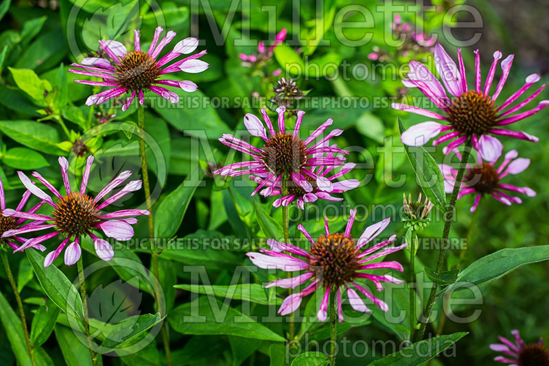 Echinacea All That Jazz (Coneflower) 2 