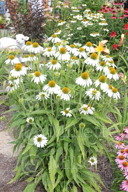 Echinacea Avalanche (Coneflower) 2