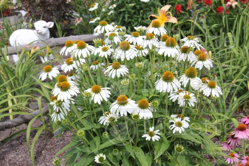 Echinacea Avalanche (Coneflower) 3