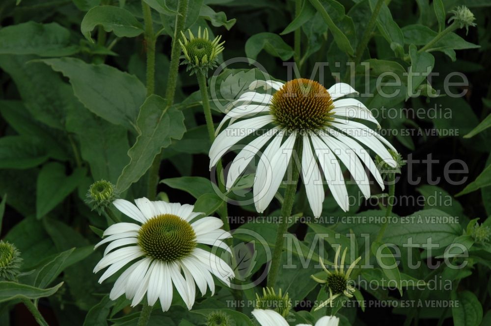 Echinacea Baby White Swan (Coneflower) 4 