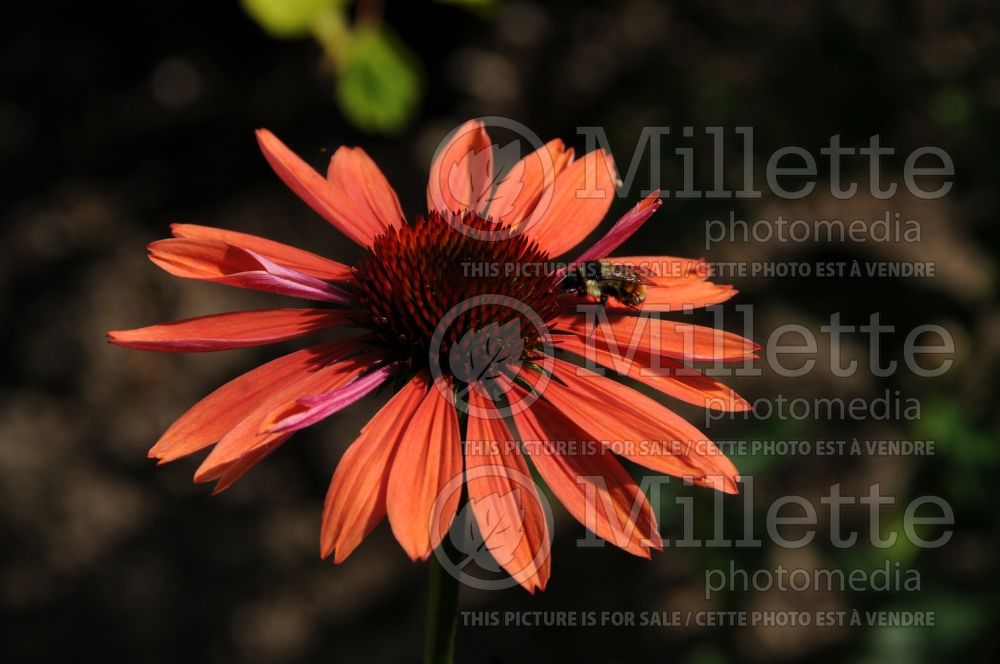 Echinacea Big Sky Sundown (Coneflower) 3