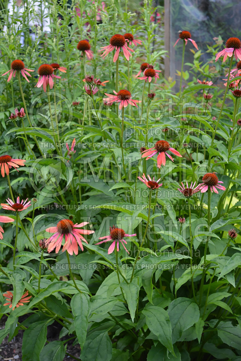 Echinacea Big Sky Sundown (Coneflower) 4 