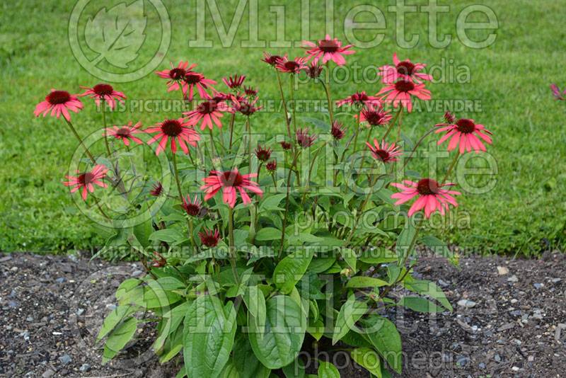 Echinacea Big Sky Twilight (Coneflower) 2 