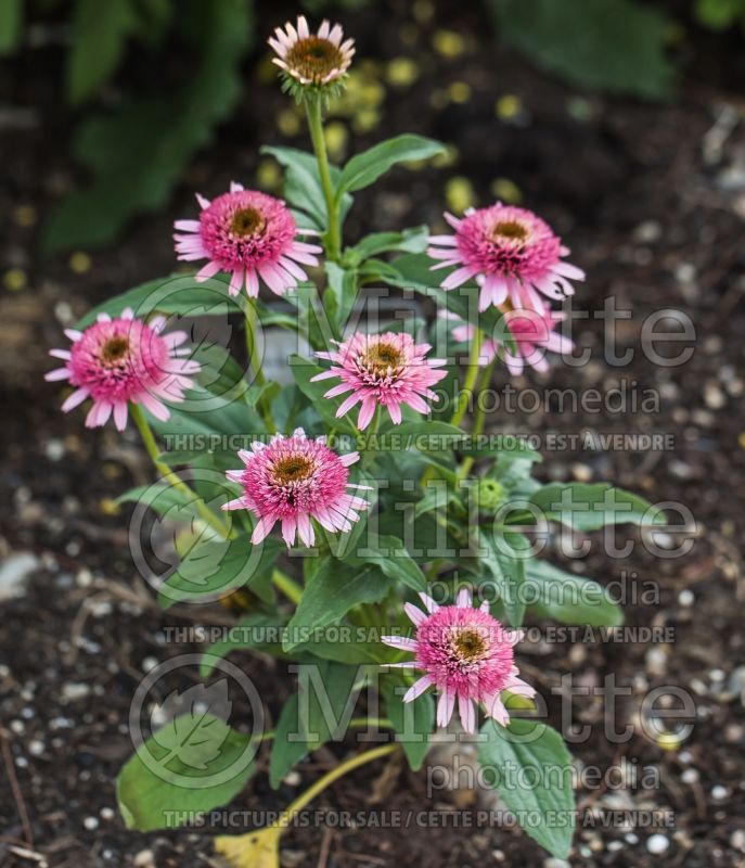 Echinacea Butterfly Kisses (Coneflower) 5