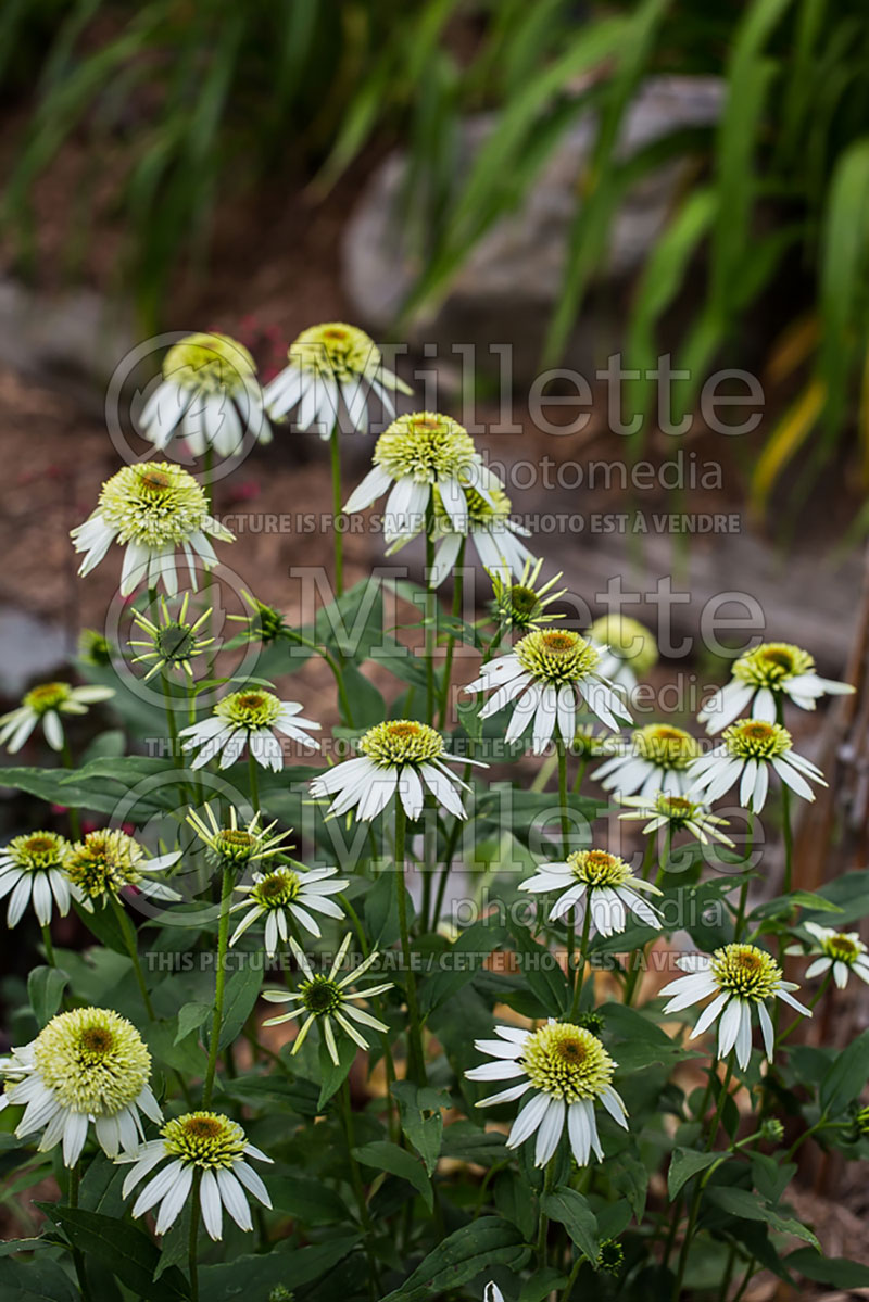 Echinacea Coconut Lime (Coneflower) 1 