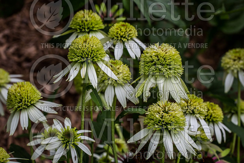 Echinacea Coconut Lime (Coneflower) 7