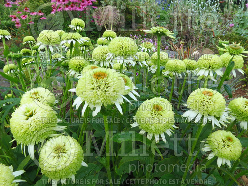 Echinacea Coconut Lime (Coneflower) 8