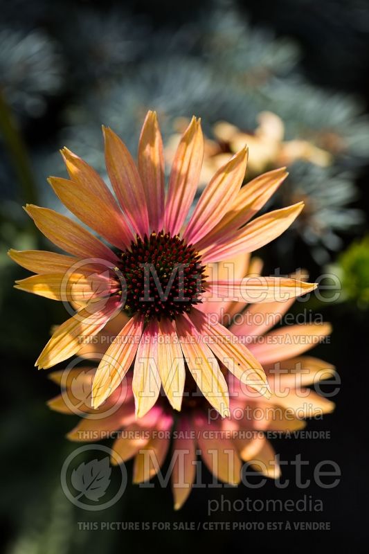 Echinacea Evening Glow (Coneflower) 2 