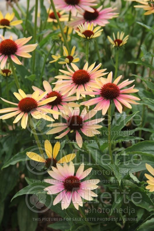 Echinacea Evening Glow (Coneflower) 1 