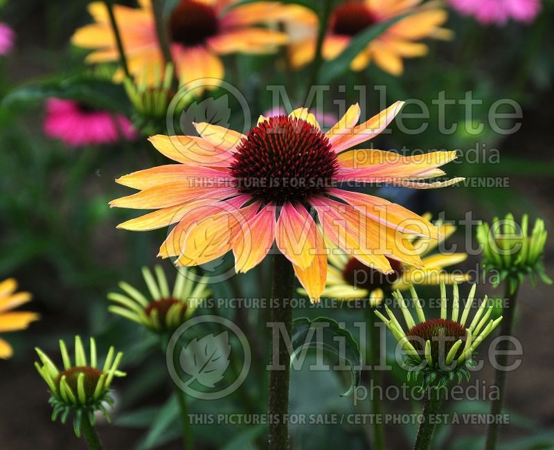 Echinacea Evening Glow (Coneflower) 3 