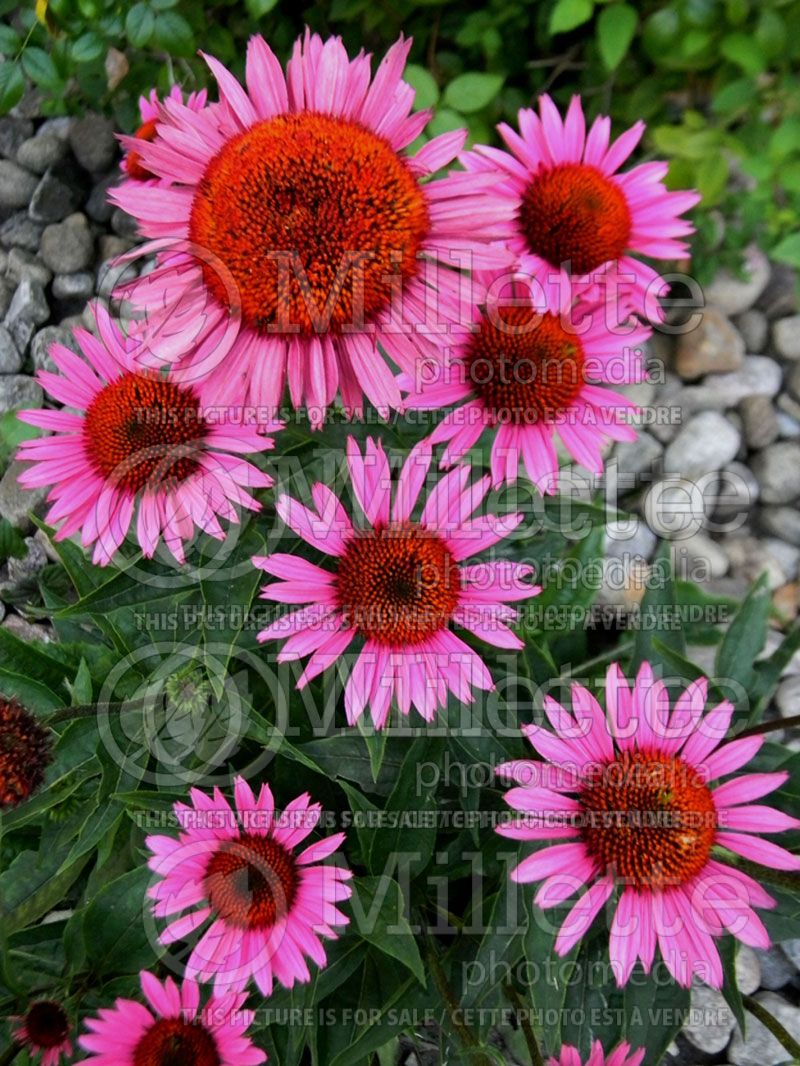 Echinacea Fatal Attraction (Coneflower) 3 