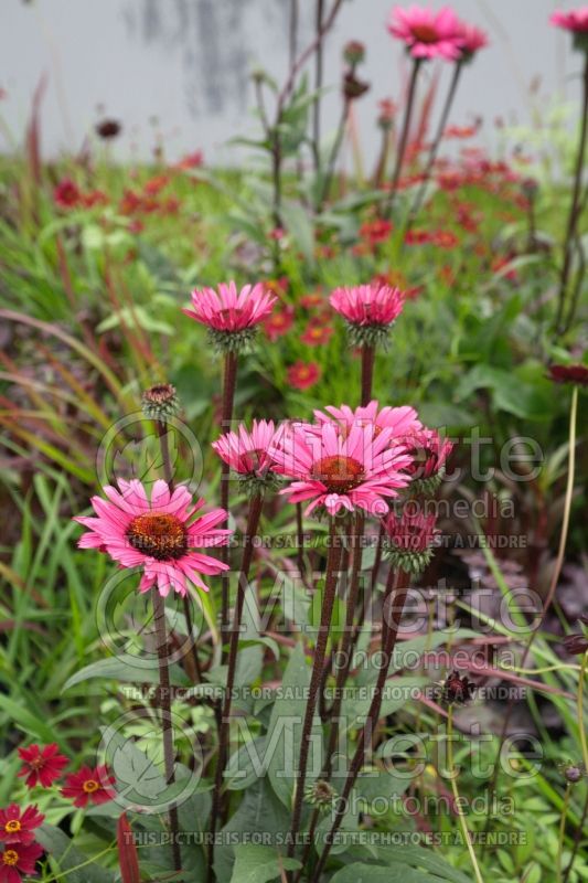 Echinacea Fatal Attraction (Coneflower) 4 