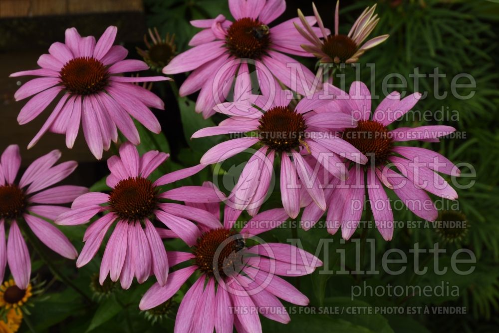 Echinacea Feeling Pink (Coneflower - échinacée) 1