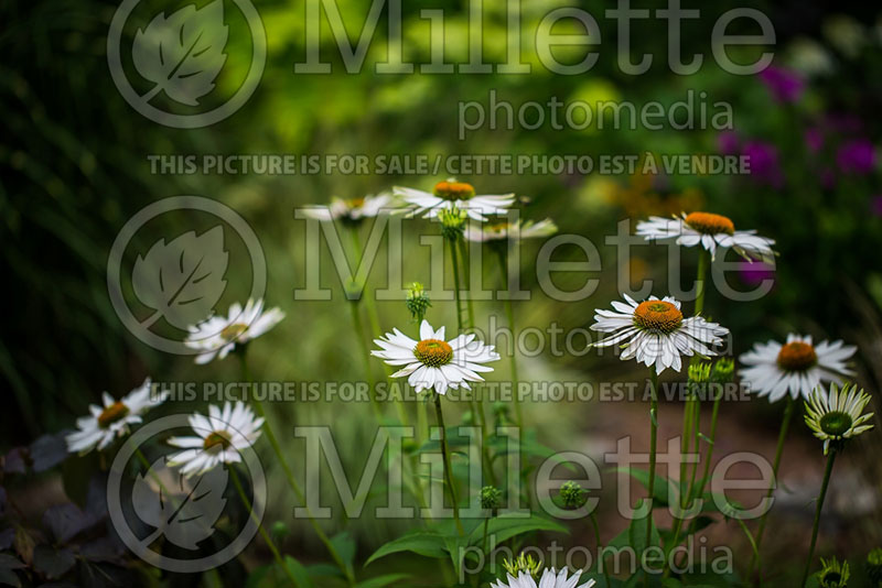 Echinacea Fragrant Angel (Coneflower) 2 