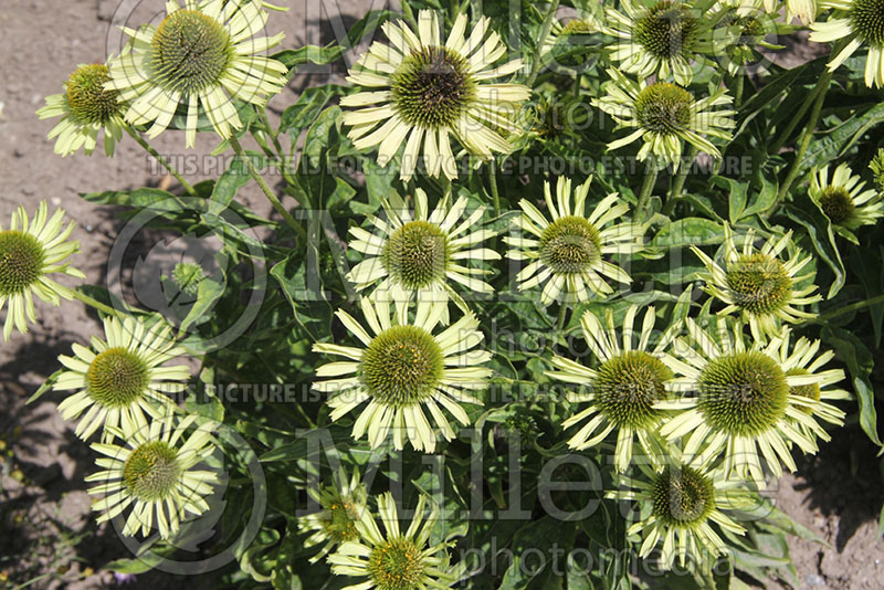 Echinacea Green Jewel (Coneflower) 3