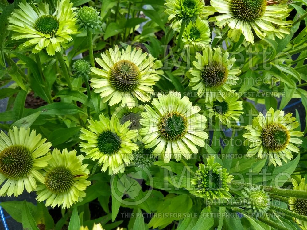 Echinacea Green Jewel (Coneflower) 9