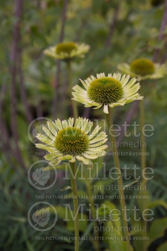 Echinacea Green Jewel (Coneflower) 7 