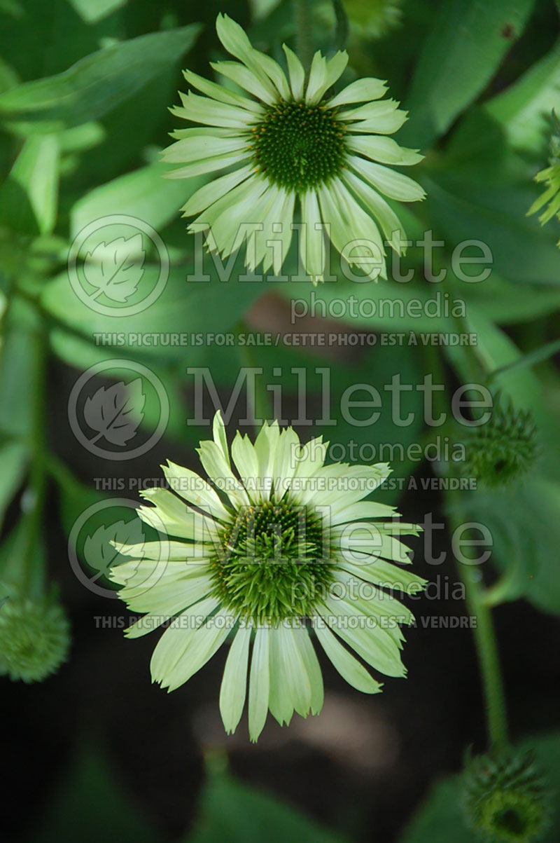 Echinacea Green Jewel (Coneflower) 6