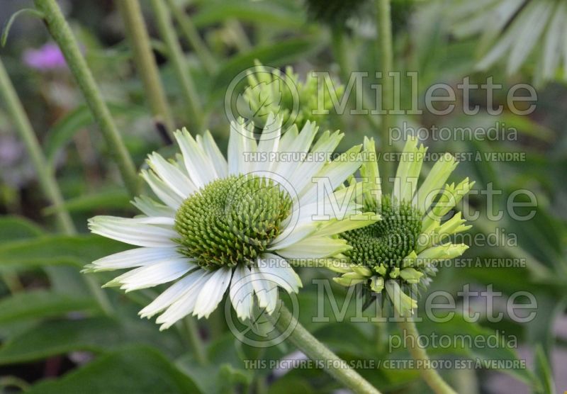 Echinacea Green Jewel (Coneflower) 8