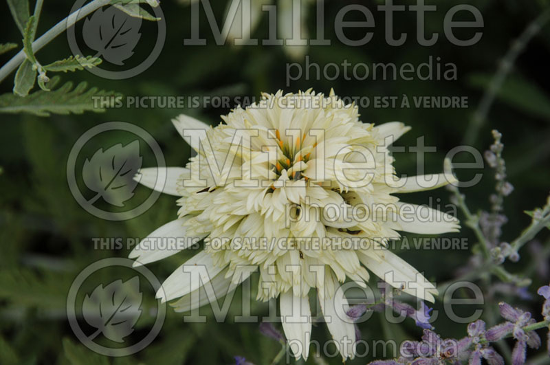 Echinacea Greenline (Coneflower) 1 