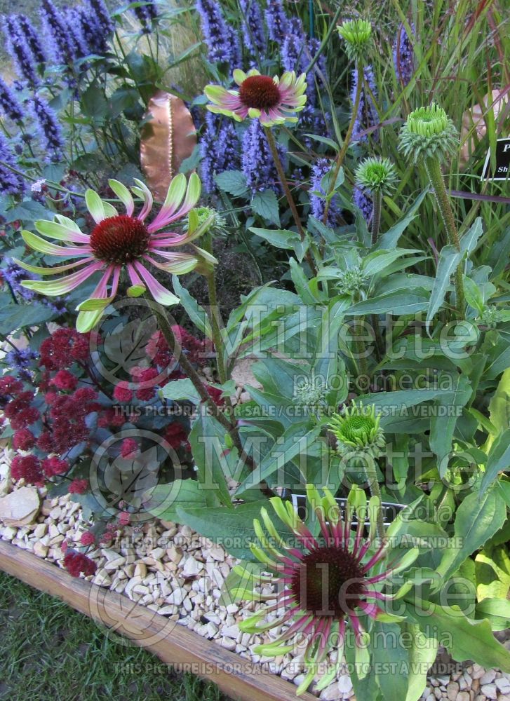 Echinacea Green Twister (Coneflower Échinacée) 3