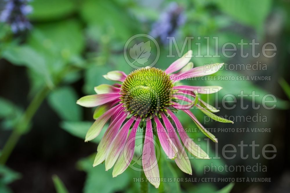 Echinacea Green Twister (Coneflower Échinacée) 2