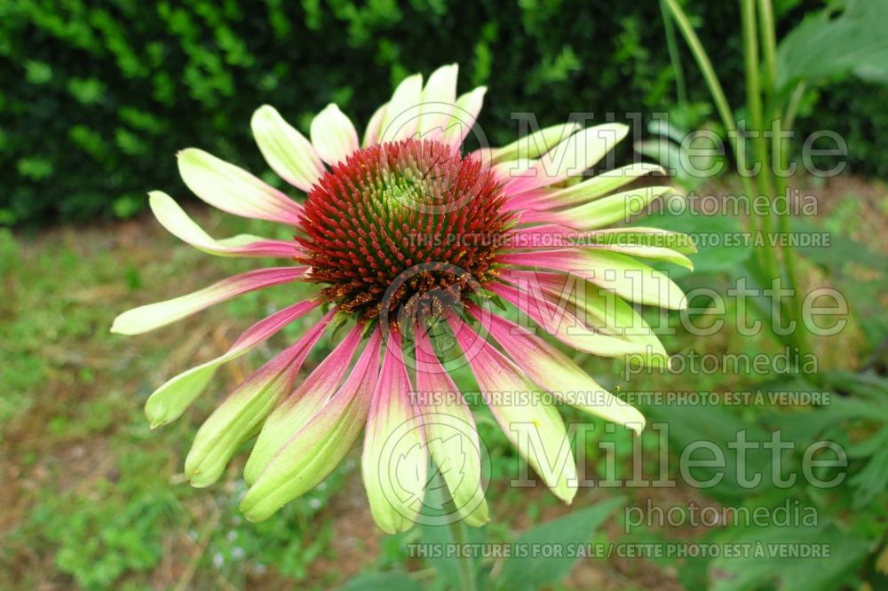 Echinacea Green Twister (Coneflower Échinacée) 4