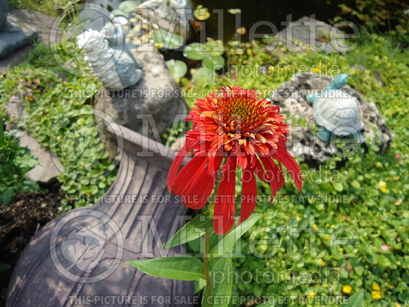 Echinacea Hot Papaya (Coneflower)  8