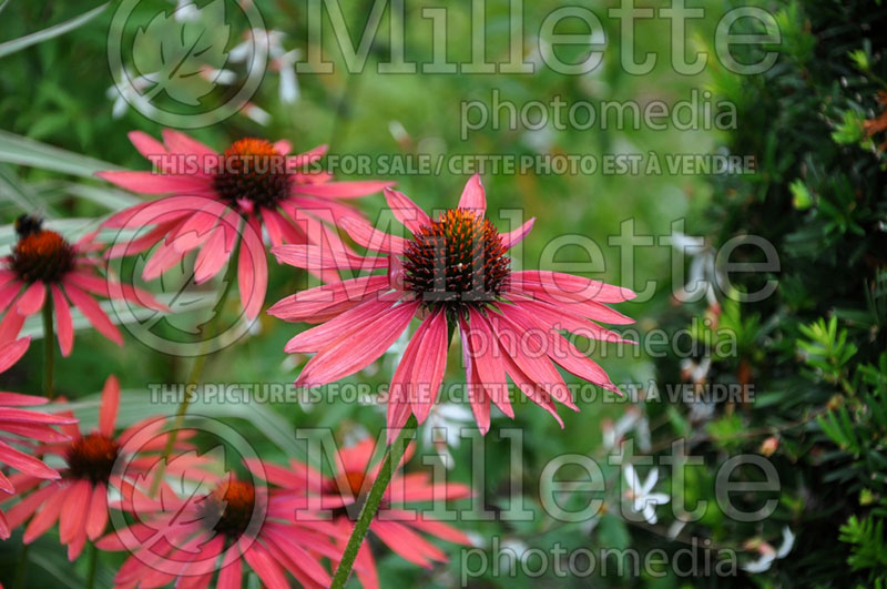 Echinacea Hot Summer (Coneflower) 2