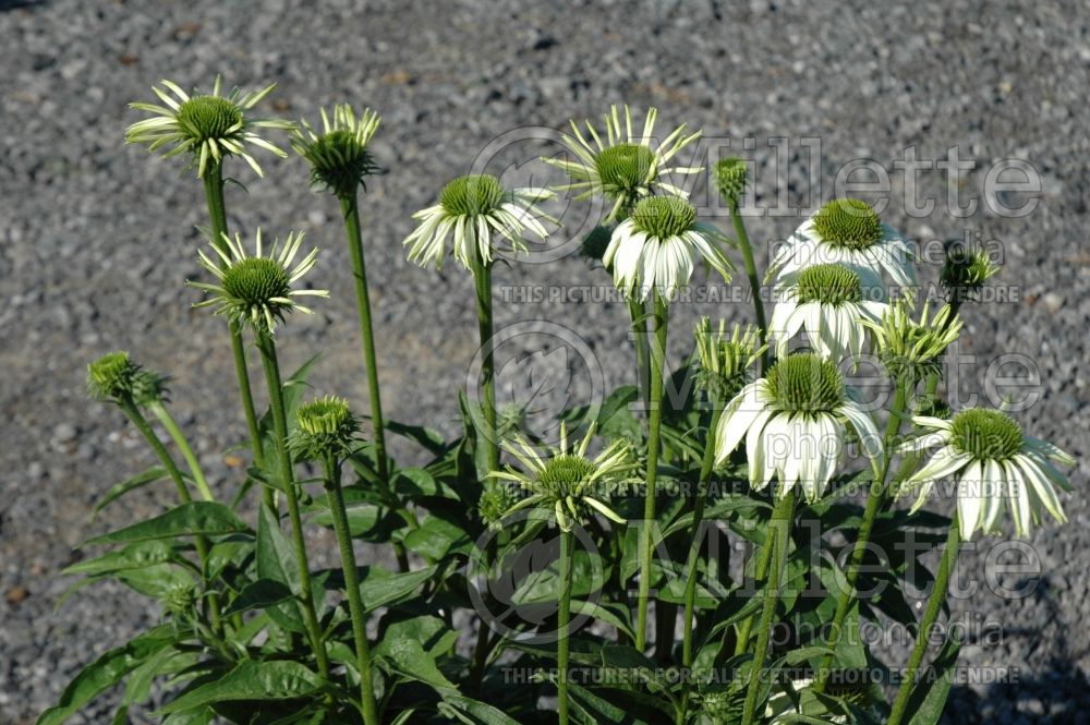 Echinacea Jade (Coneflower)  3