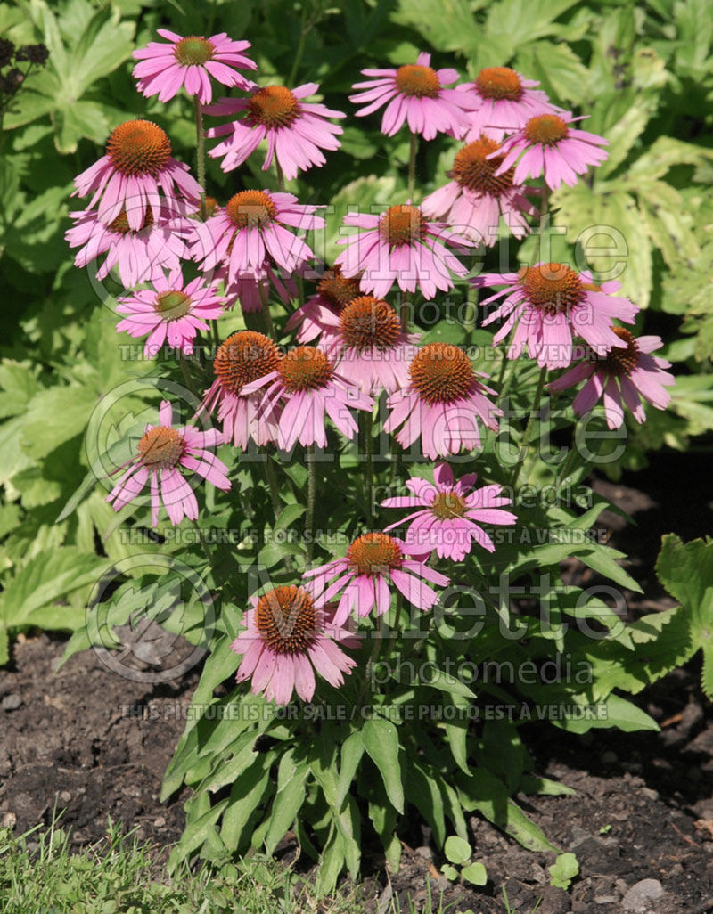 Echinacea Little Annie (Coneflower) 1 