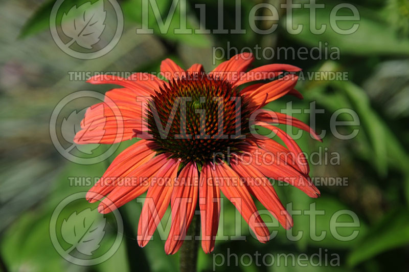 Echinacea Mama Mia (Coneflower) 4