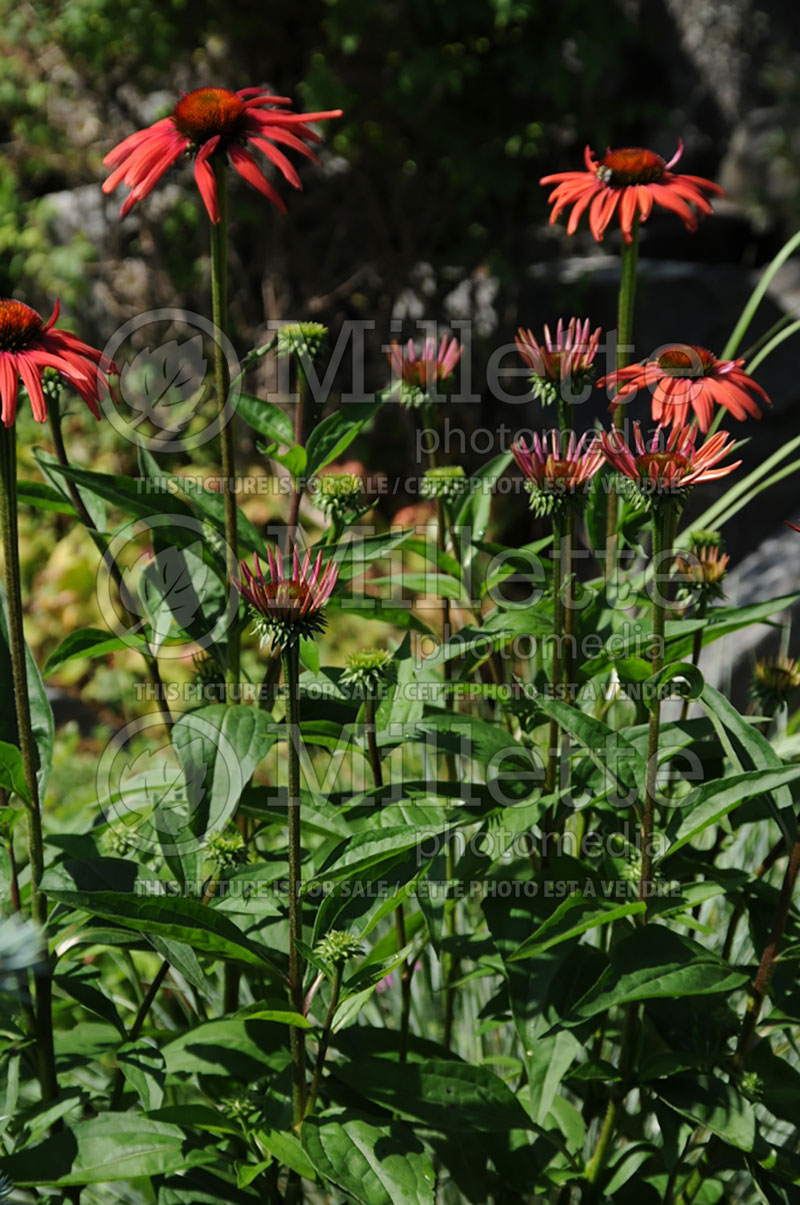 Echinacea Mama Mia (Coneflower) 5