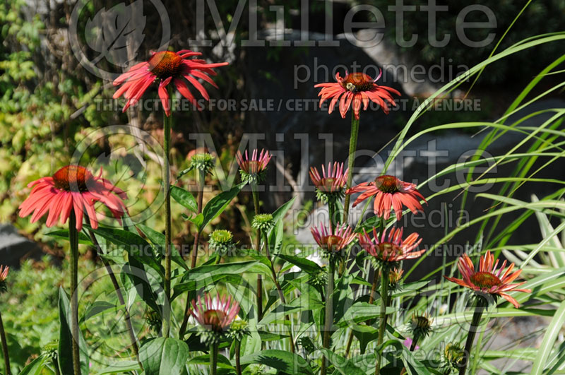 Echinacea Mama Mia (Coneflower) 6