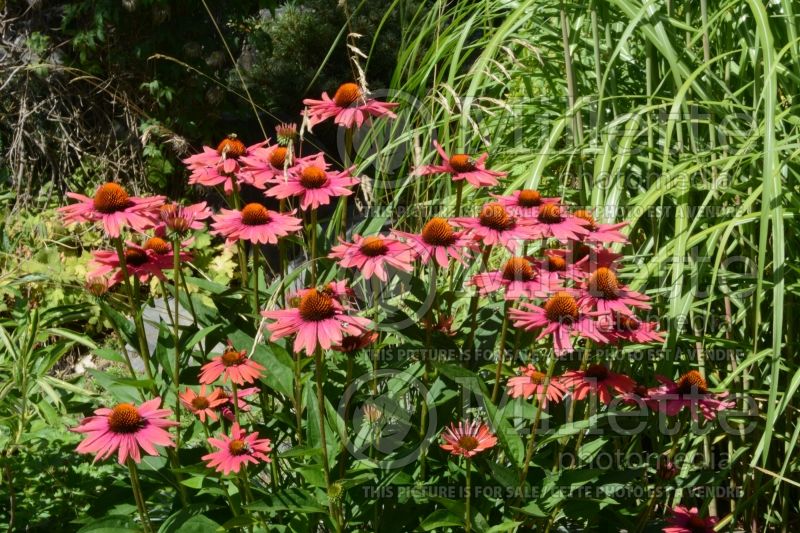 Echinacea Mama Mia (Coneflower) 7