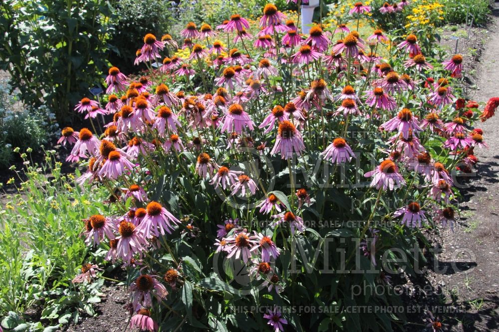 Echinacea Mama Mia (Coneflower) 1