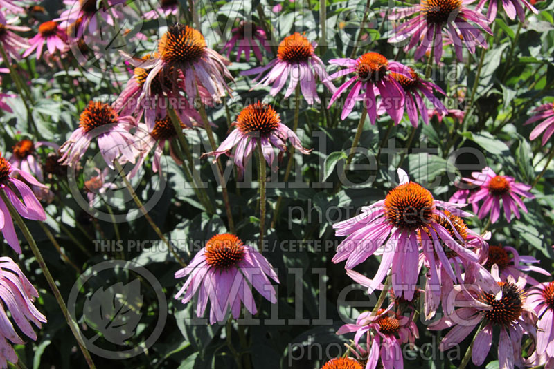 Echinacea Mama Mia (Coneflower) 2