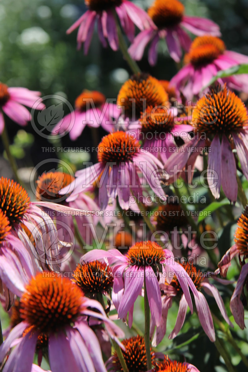 Echinacea Mama Mia (Coneflower) 3