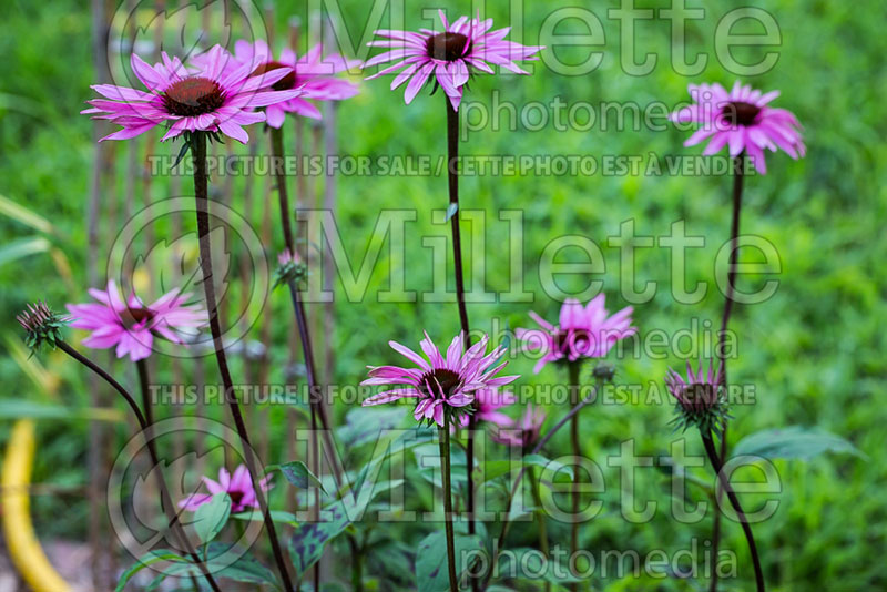 Echinacea Merlot (Coneflower) 1 