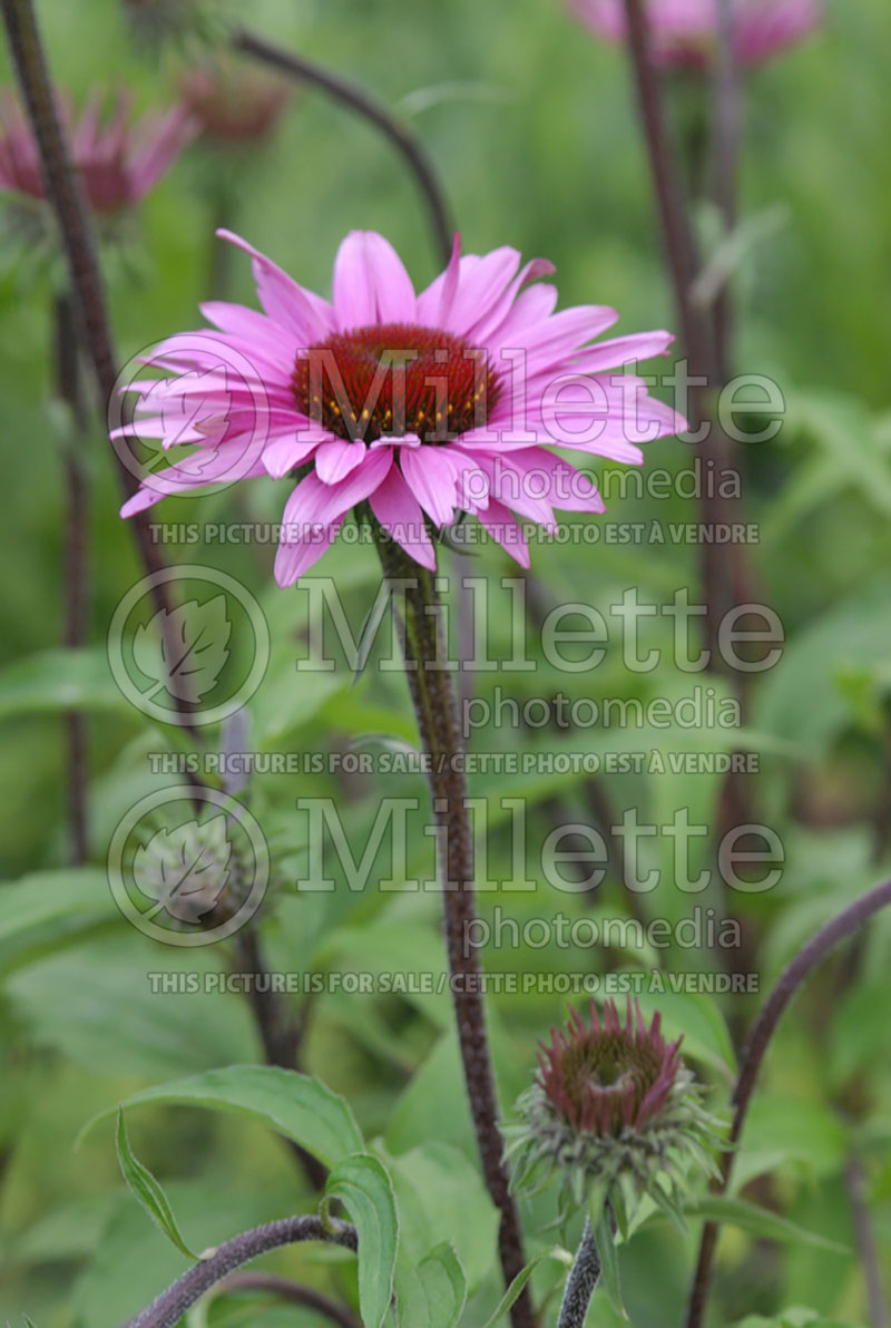 Echinacea Merlot (Coneflower) 3 