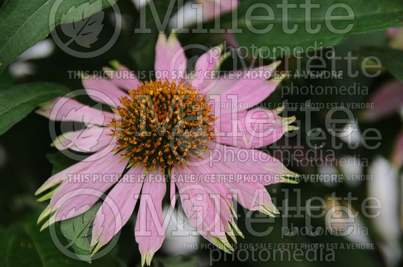 Echinacea Mistral (Coneflower)  2