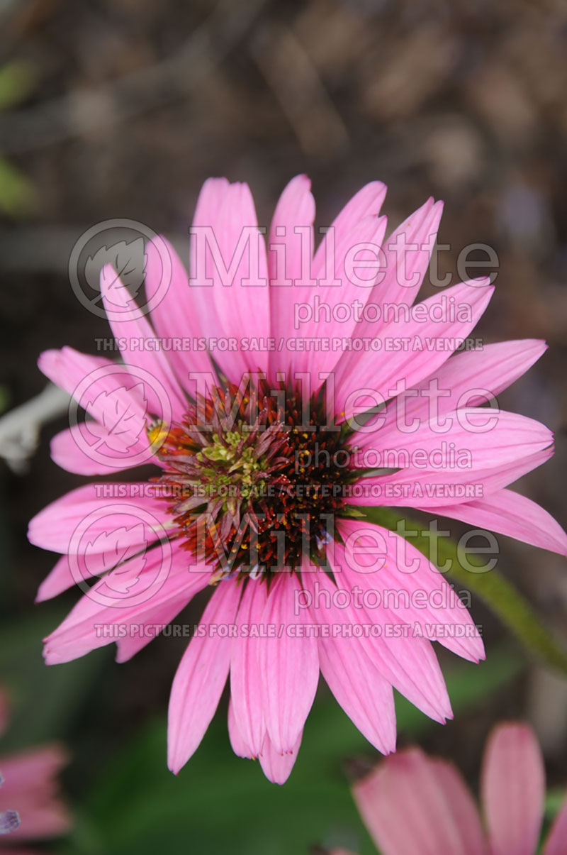 Echinacea Mystical Pink Mist (Coneflower) 3